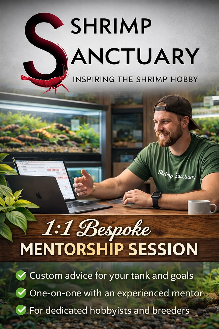 Shrimp Sanctuary 1:1 Bespoke Mentorship Session (60 Minutes) product image (1)