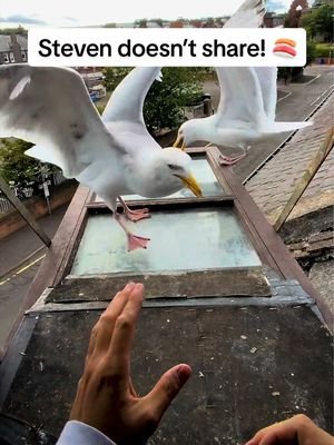 Some days Steven really just cant stand Ethan… I will never fully understand their relationship. But they must love each other to stick together through it all ❤️ #fyp #foryou #seagull #birds #feedingsteven