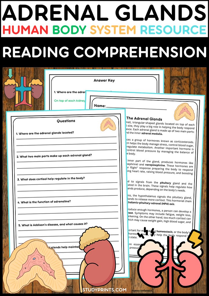Adrenal Glands Reading Passage with Comprehension Questions product image (1)
