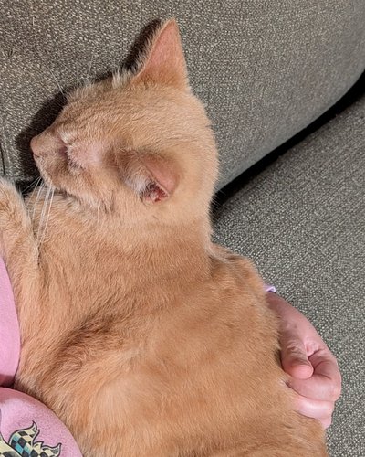Guess this is how I'm spending my windy and rainy Caturday morning.

Hope everyone stays safe and dry this weekend no matter ...