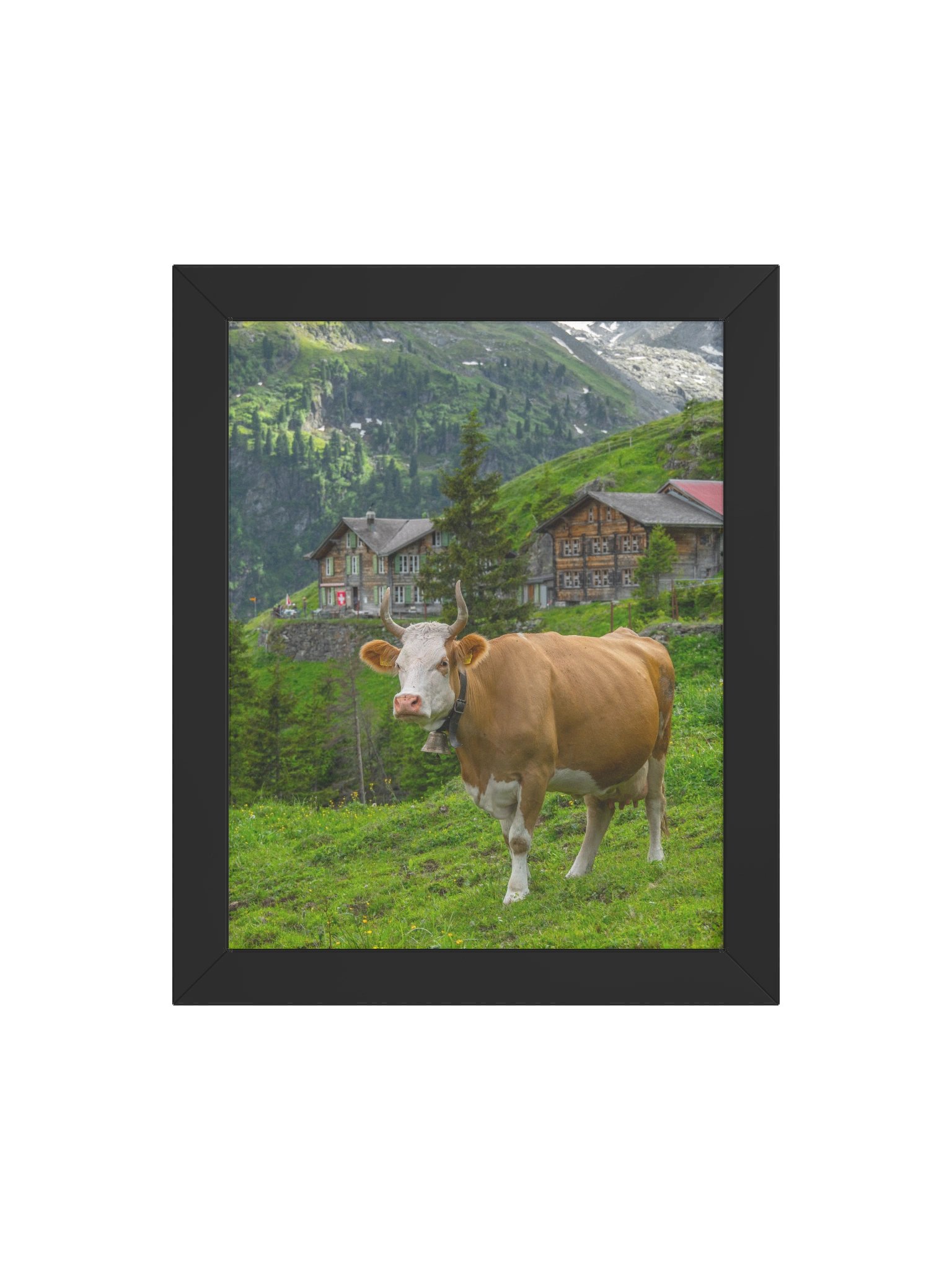 Cow at Obersteinberg product image (23)
