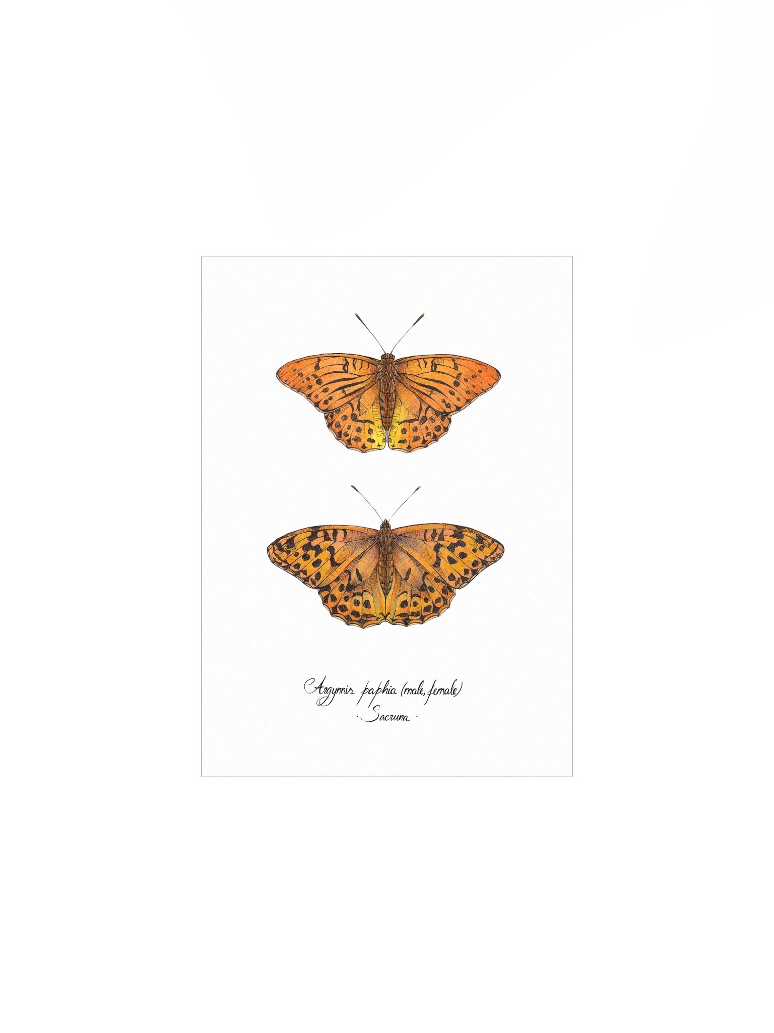 Argynnis Paphia • Print product image (2)