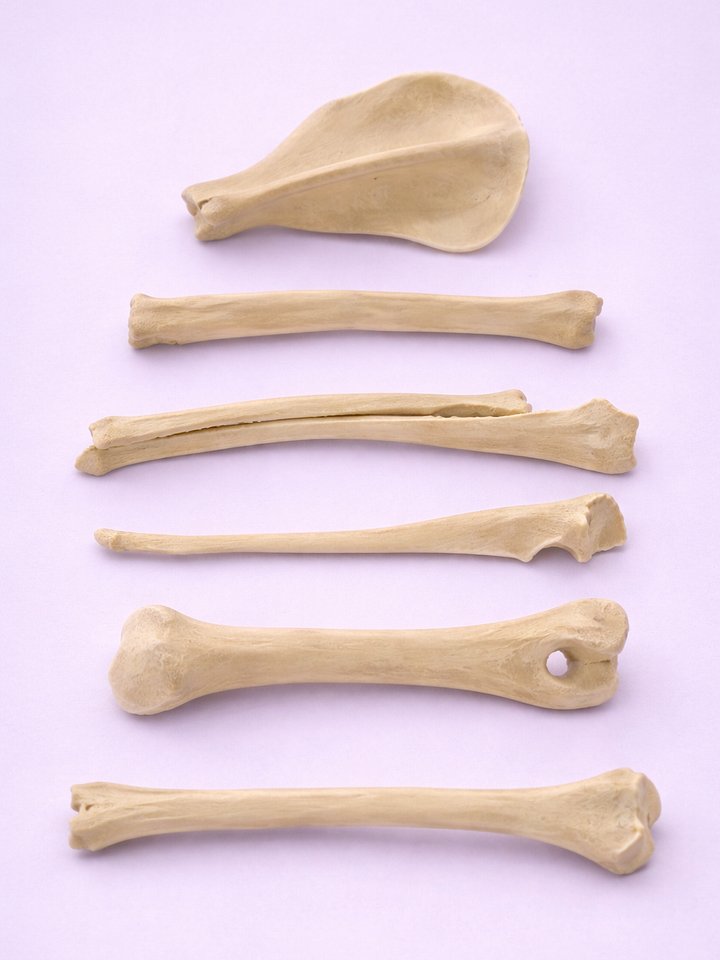 Canine Bone Models product image (1)