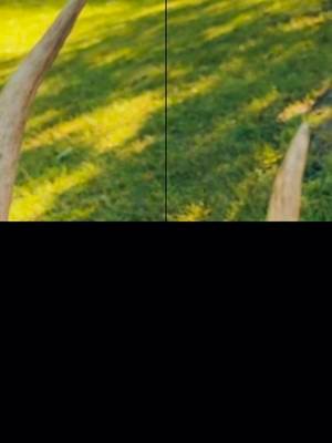 Great deer killed this morning by Tyler video coming soon. #tines #deer #fyp 