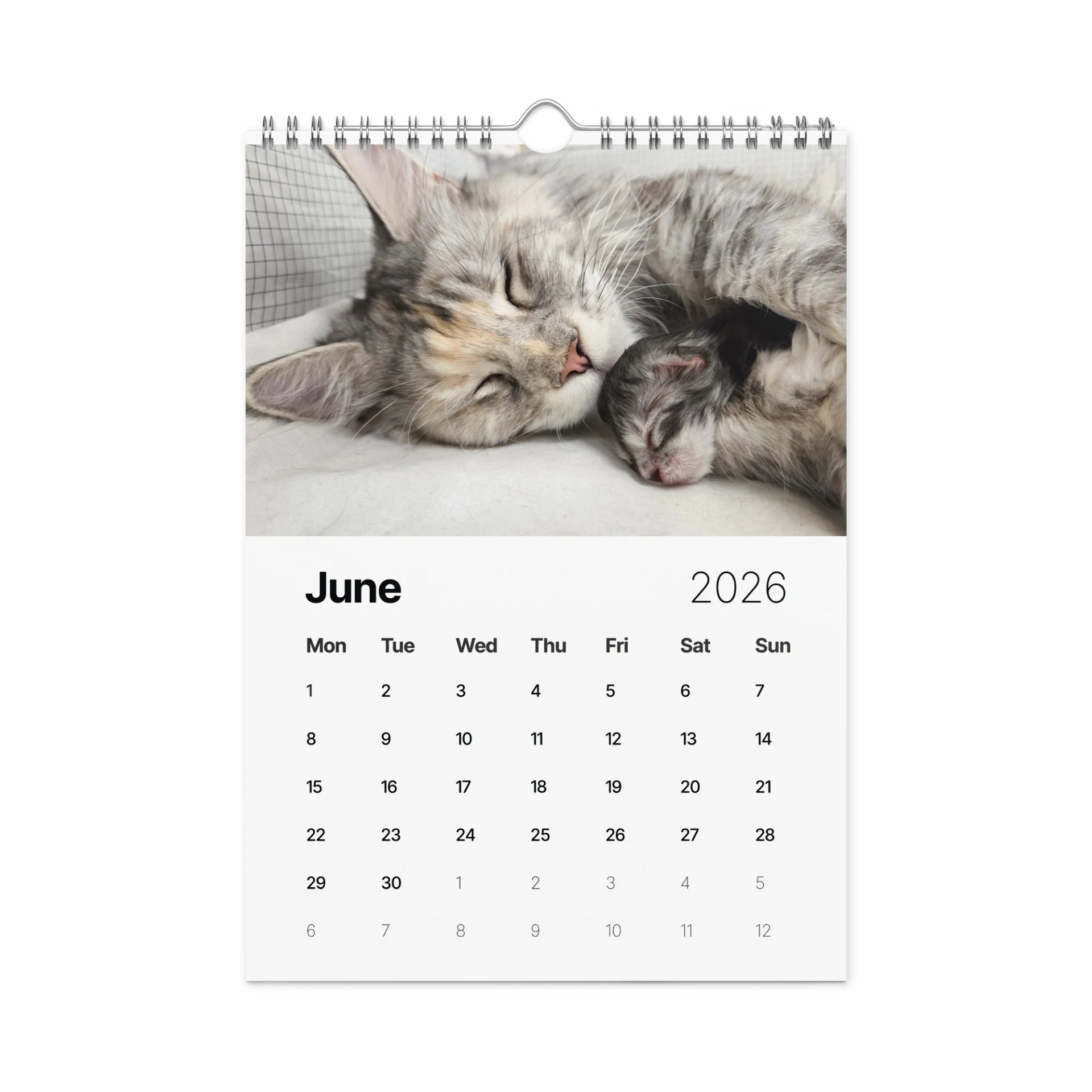 2026 Calendar - Maine Coon Adventures + Kittens product image (3)