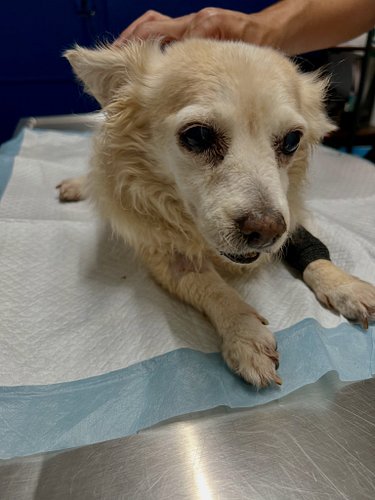 Roxy is home but we don’t have great news. Her spleen is sequestering blood, she has an acute intestinal infection and there ...