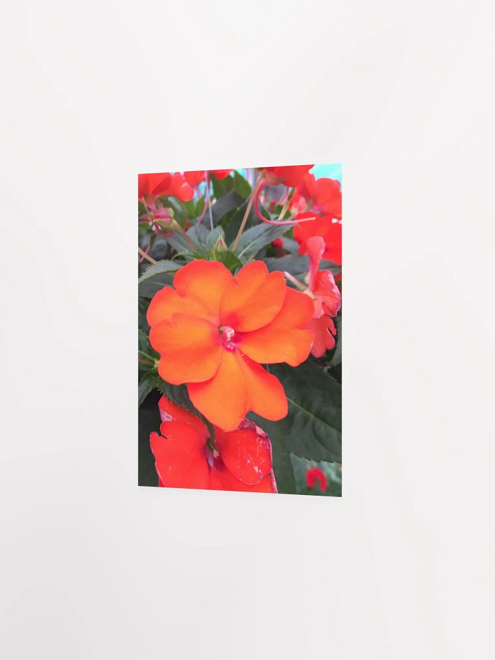 close-up of Impatiens product image (6)