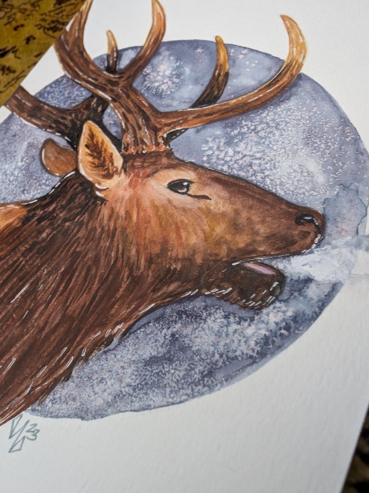 Bull Elk product image (2)