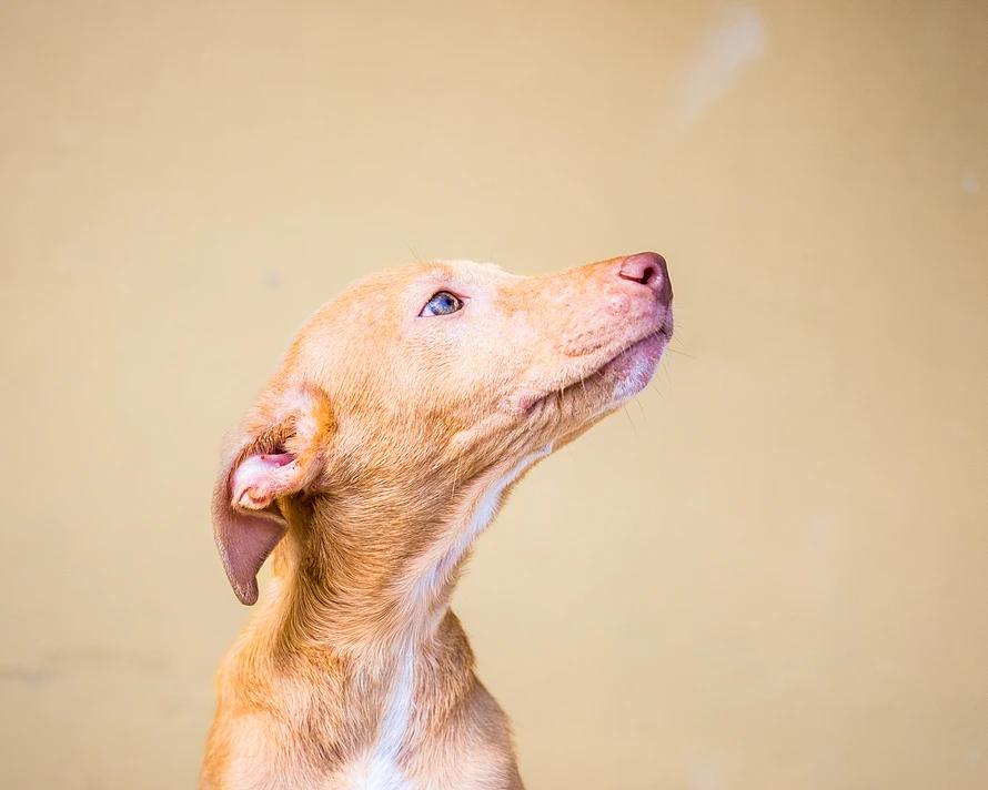 Adorable rescue puppy