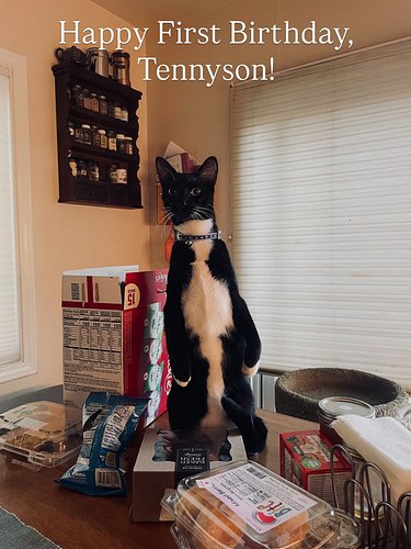 Happy first birthday to Tennyson! It's surreal thinking about how fast he's grown from a curious 10-week-old kitten. His conf...