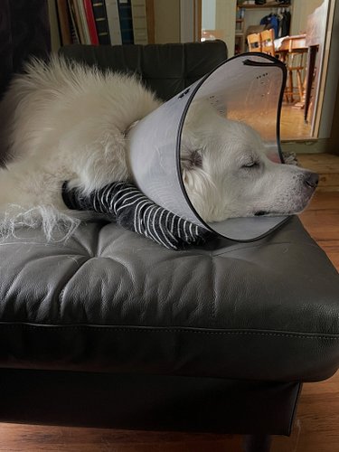 Back from the vet. Freya has a bacterial infection on all four paws. She’s on antibiotics and resting in a fresh set of fashi...