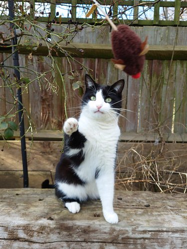A little tuxedo tribute to Badger this #caturday. 💖 The best boi...