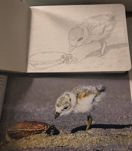 More bird sketches that I worked on during my stream today…it was so much fun cant wait to paint them with alcohol markers!! ...