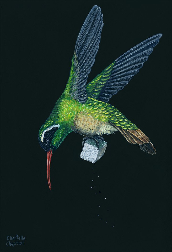 Succor IV (Xantus's Hummingbird) - Art Print product image (3)