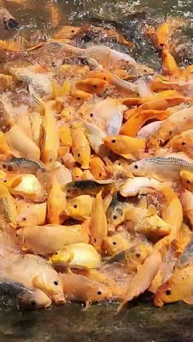 1000 Hungry Koi Fish!? 🐟 You Can't Even See the Water! 😳

I threw some food into a small lake and instantly hundreds of koi f...