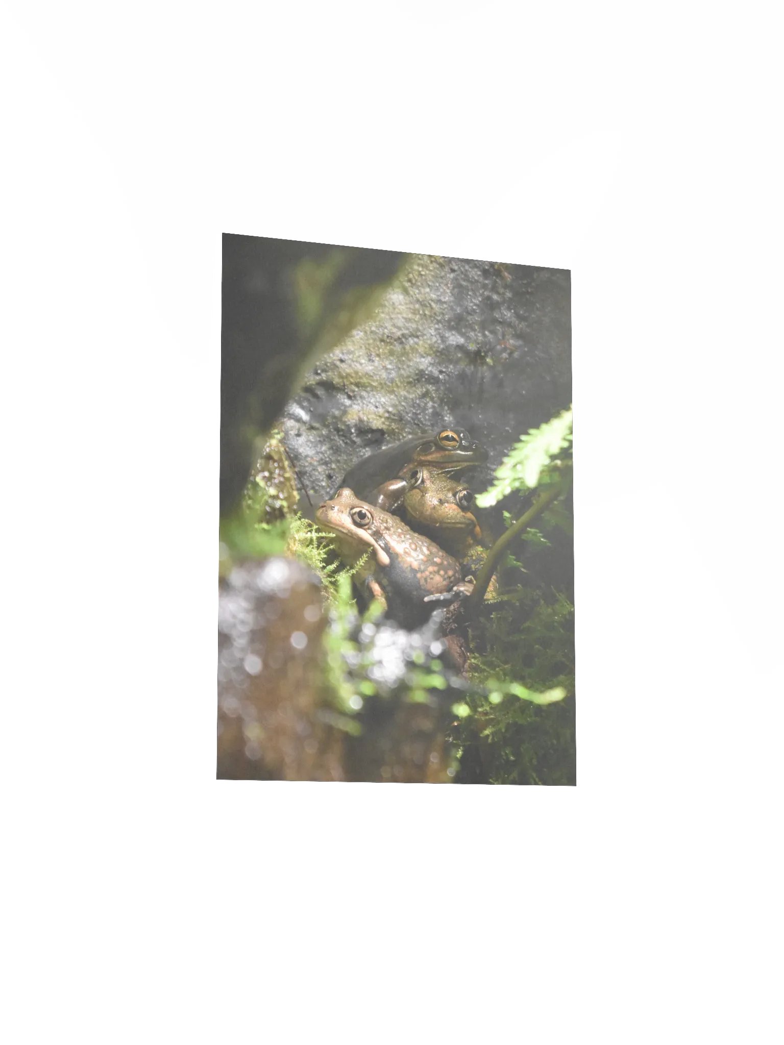 Frogs product image (3)