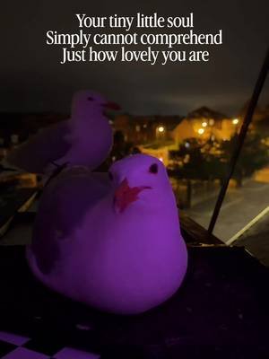 I love feeding him wormies at night ❤️ #fyp #foryou #seagull #birds #feedingsteven 