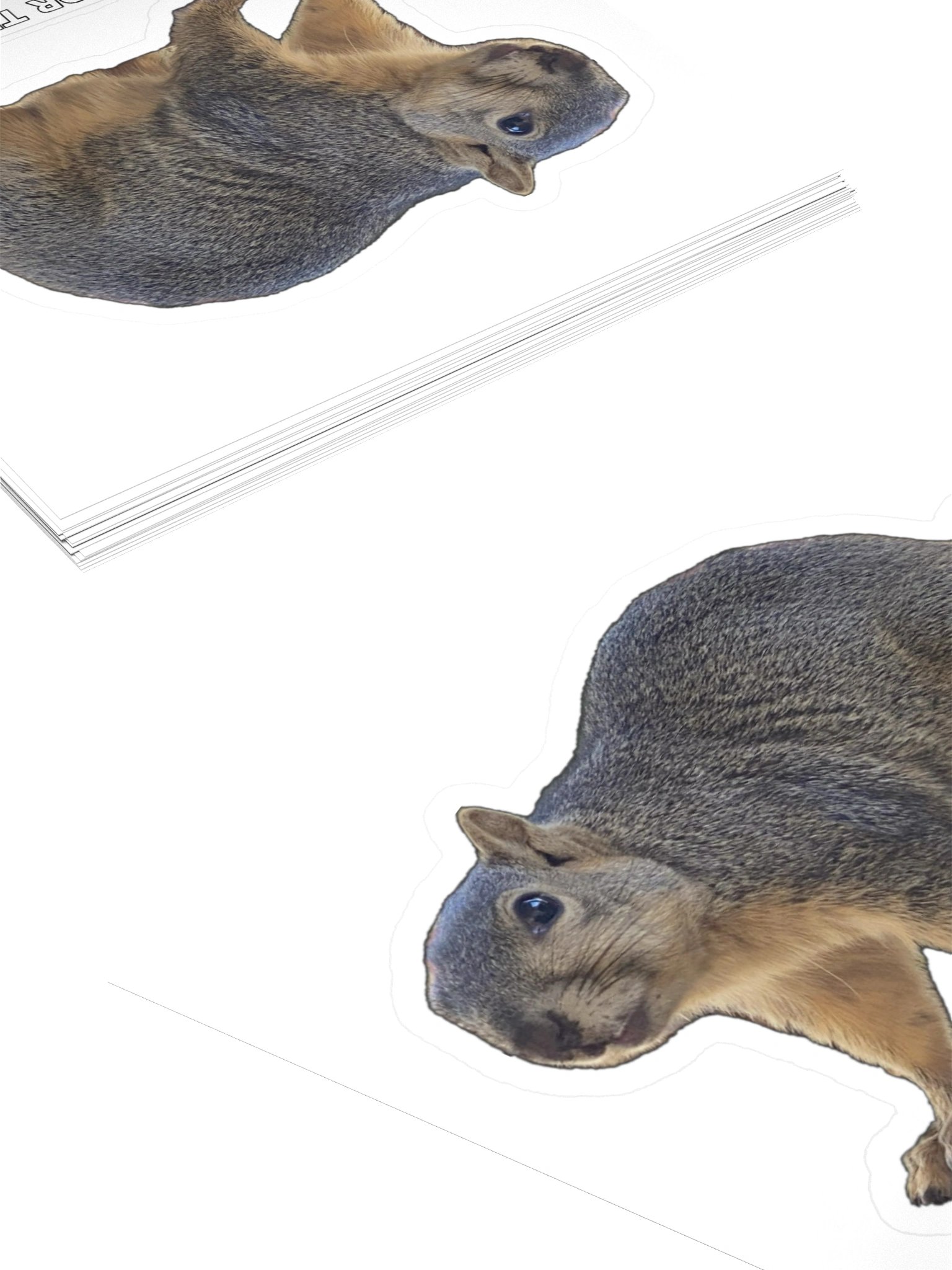Squirrel Sticker In the Bone Zone product image (12)