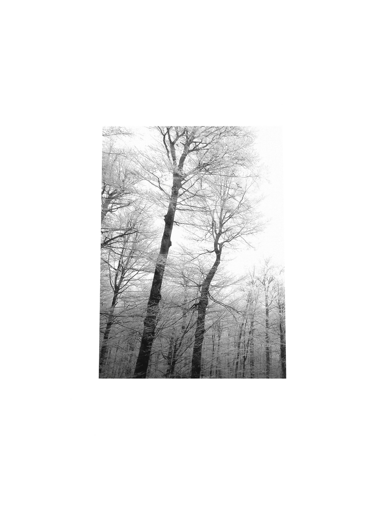 Winter trees matte paper poster product image (4)