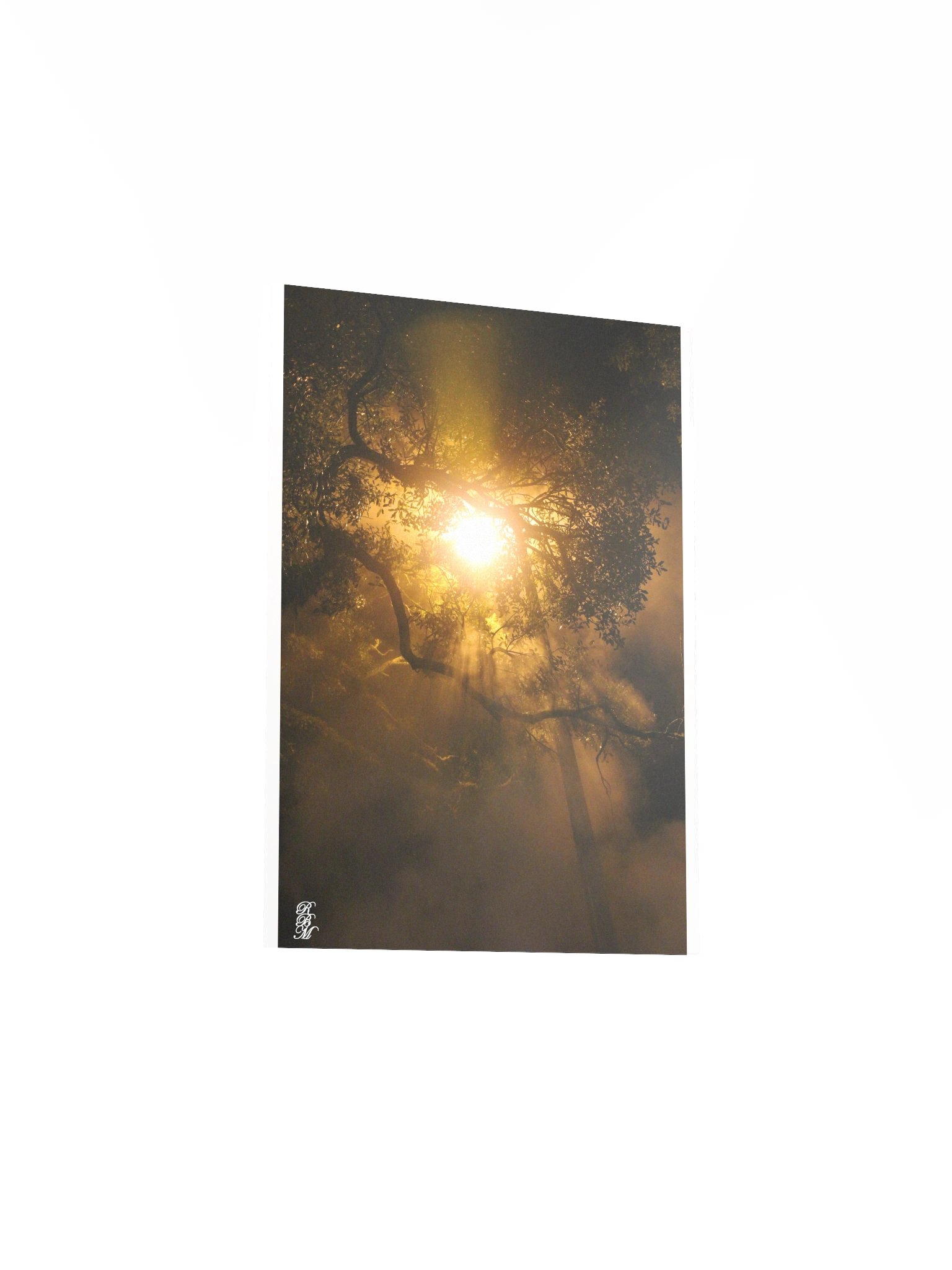 Light through Tree Branches product image (16)
