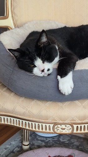 Sunday cat naps 🩷🩷🩷

#adoptdontshop #sundayvibes #catsofinstagram #archie #romeo