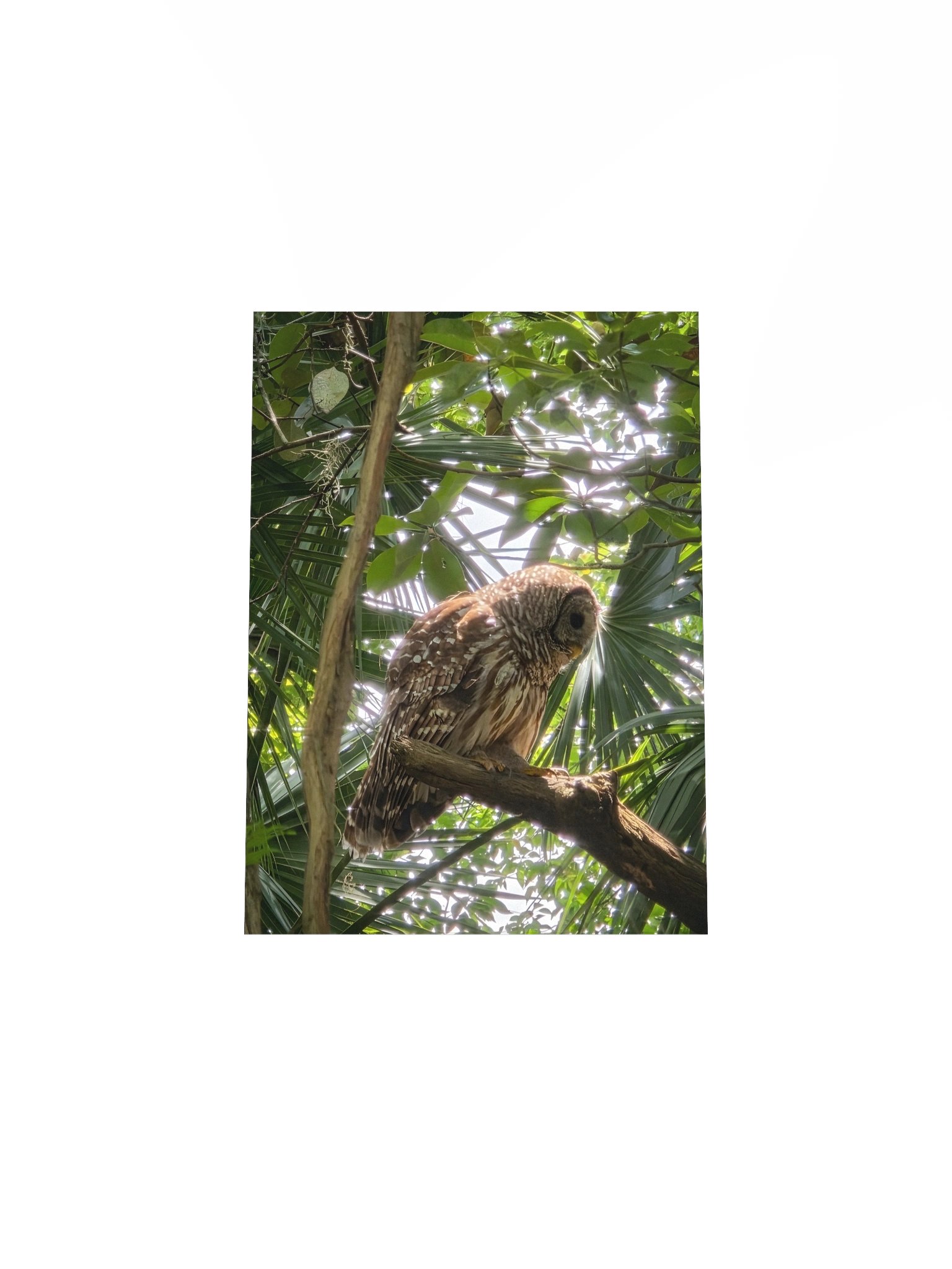 Side Barred Owl product image (21)