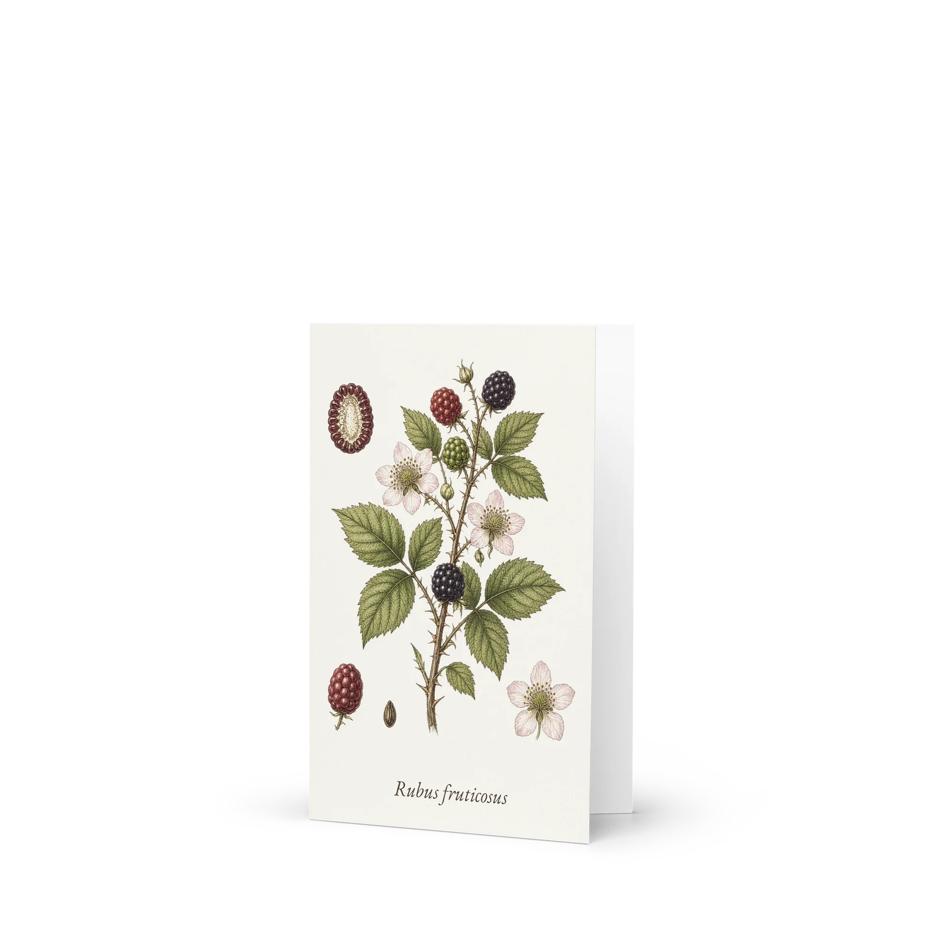 Vintage Botanical Blackberry Greeting Card product image (1)