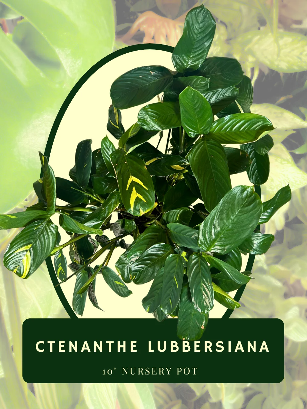 Ctenanthe Lubbersiana product image (2)