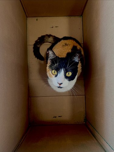 Catty hopes that you are as happy as a cat in a cardboard box 🤗