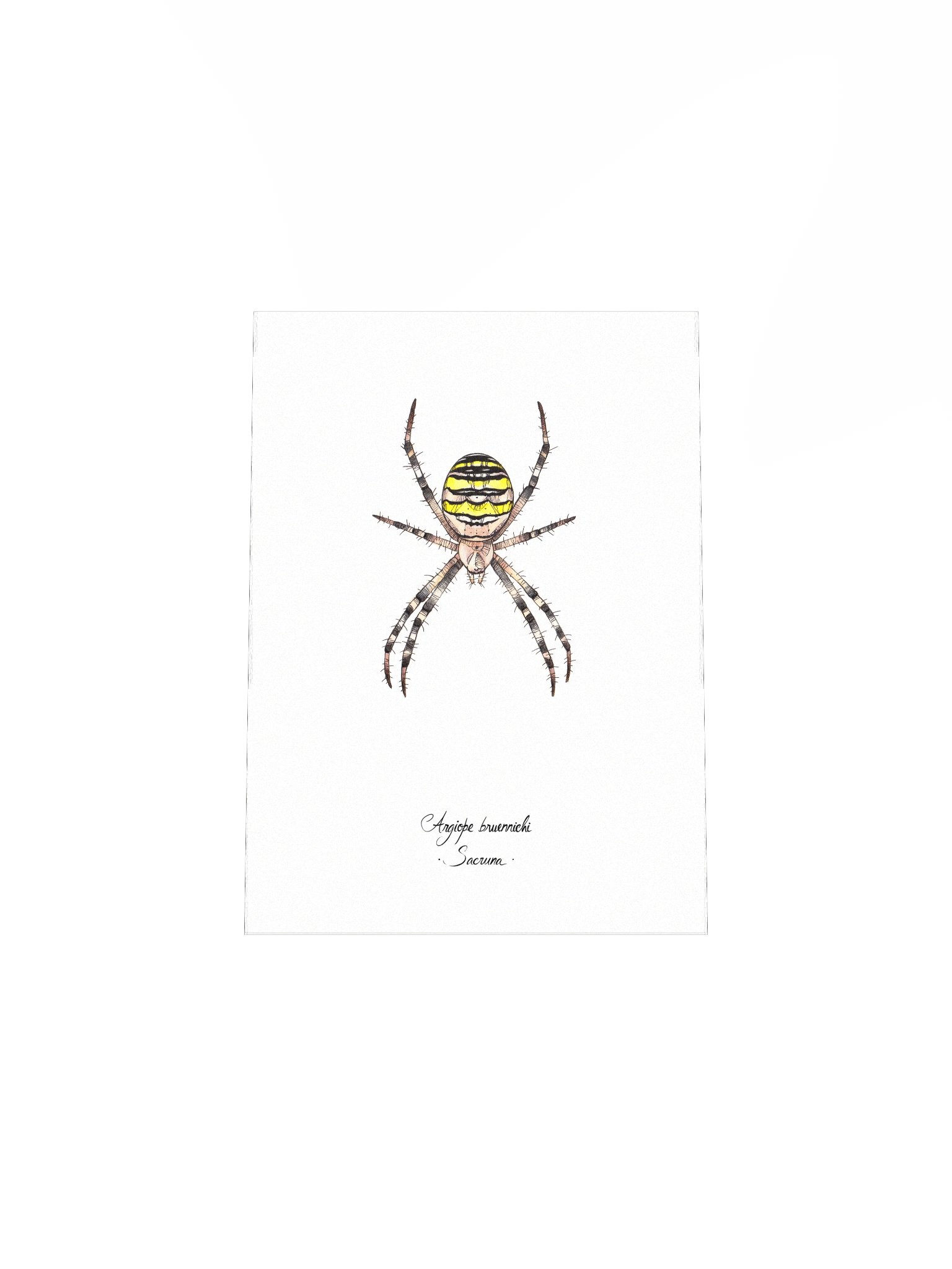 Argiope Bruennichi • Print product image (7)