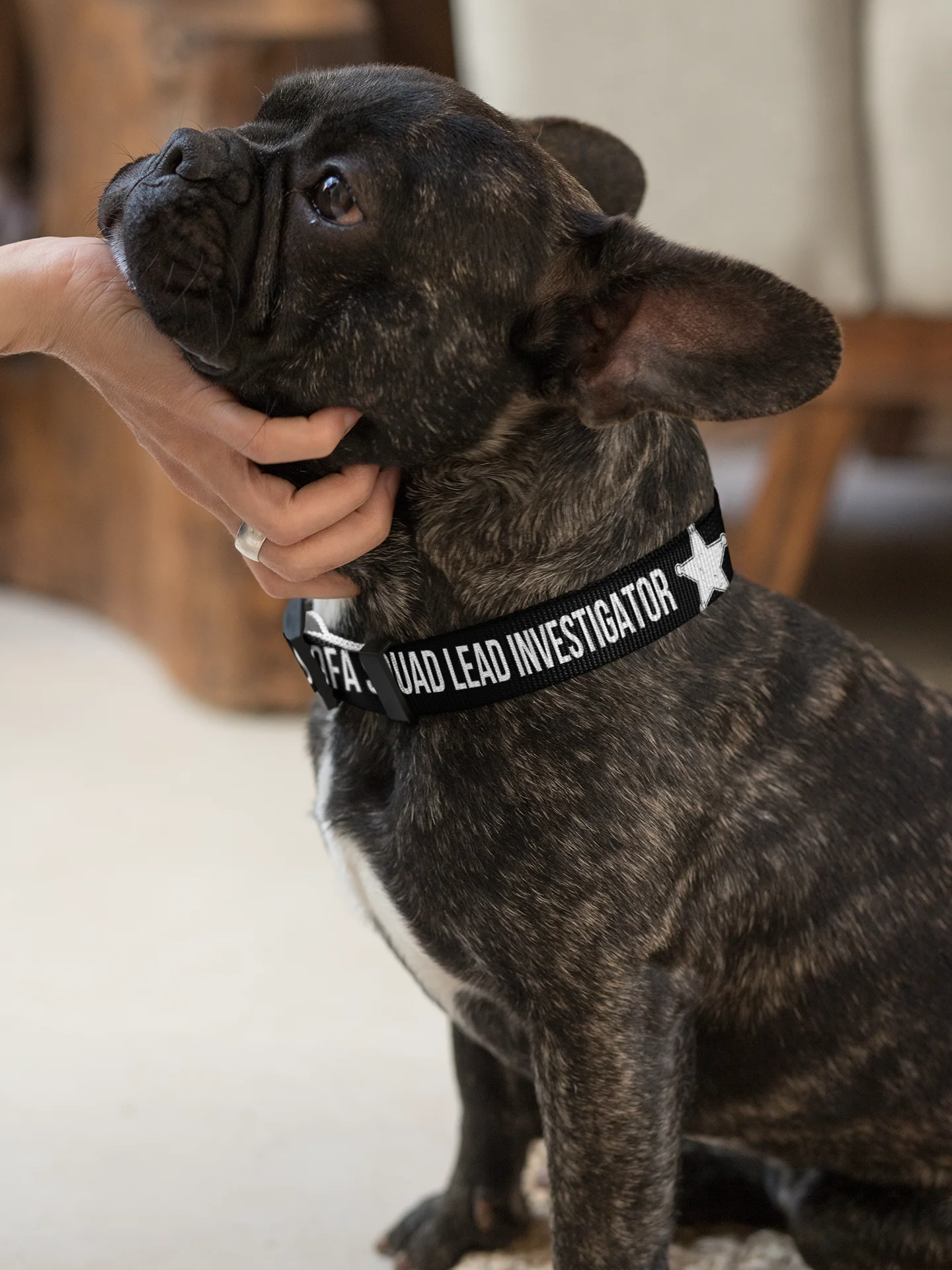 Sofa Squad Lead Investigator Dog Collar product image (2)