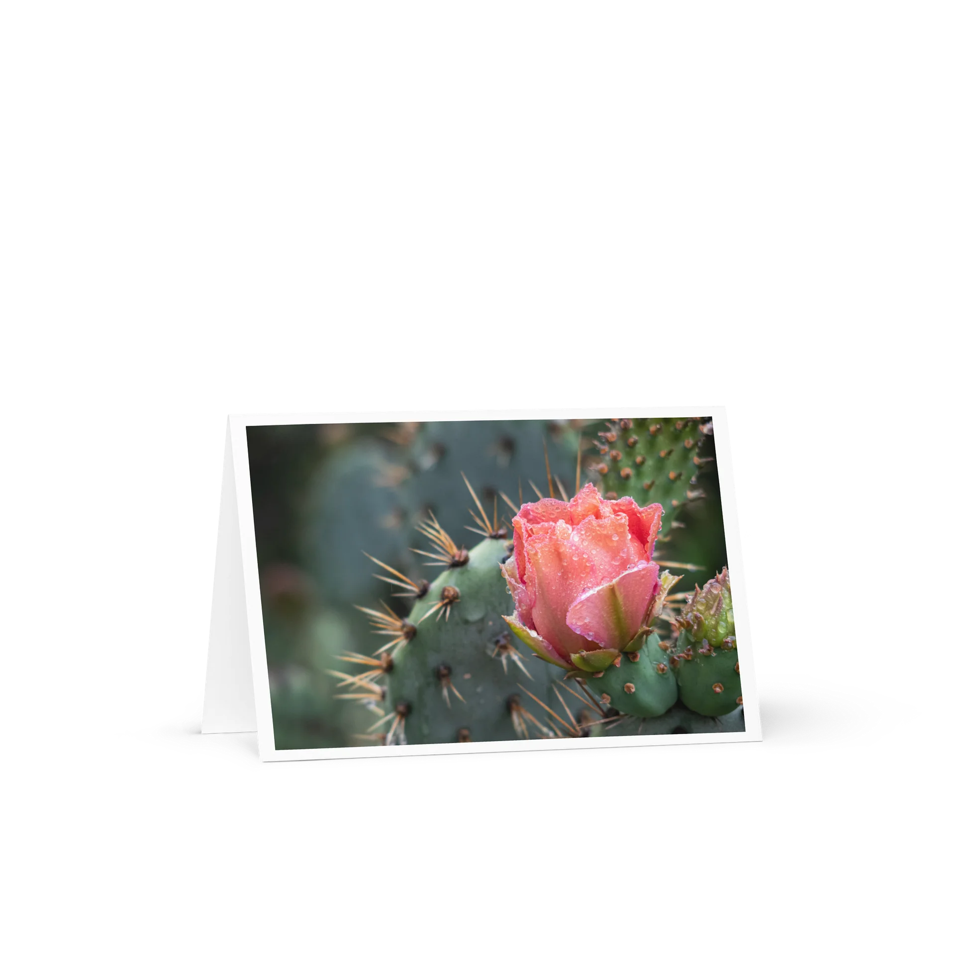 Flowering Cactus - Greeting Card product image (1)
