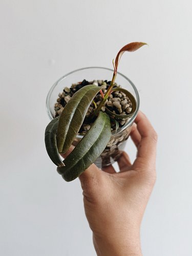 It may not look like much now but I am so stoked to finally have my own #drymoniadecora in my collection 😭 second photo shows...