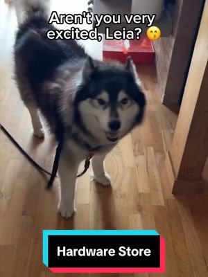 Nothing proves my Highschool bullies right faster than seeing us in a hardware store. 🐺🛠️😒 #siberianderpskies #husky #siberianhusky #dogsoftiktok #huskiesoftiktok 