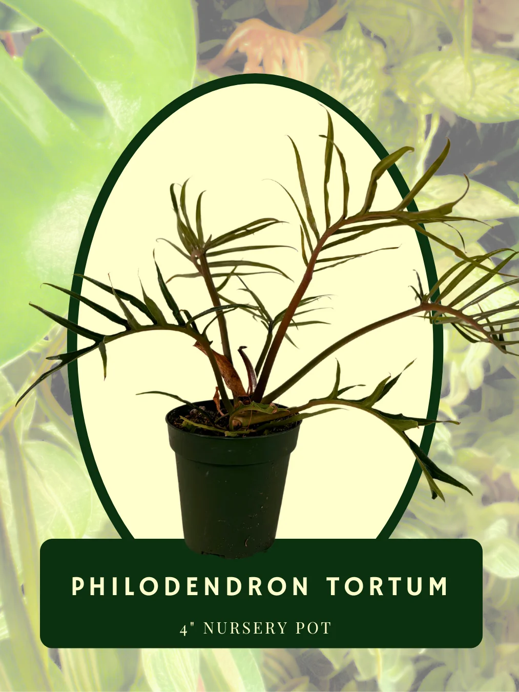 Philodendron Tortum product image (1)