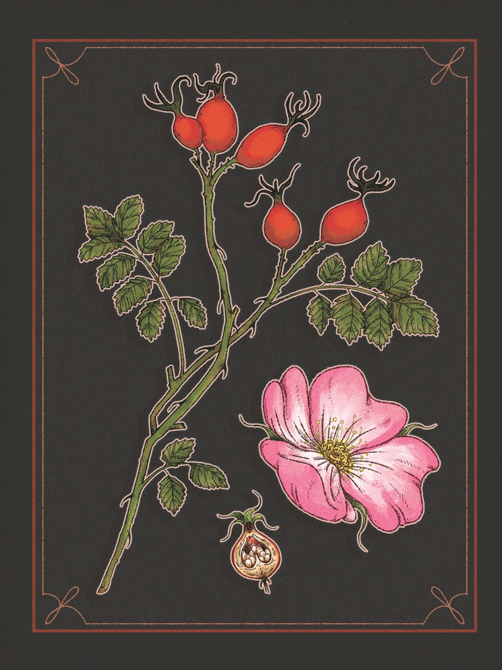 Botanical Prints product image (3)