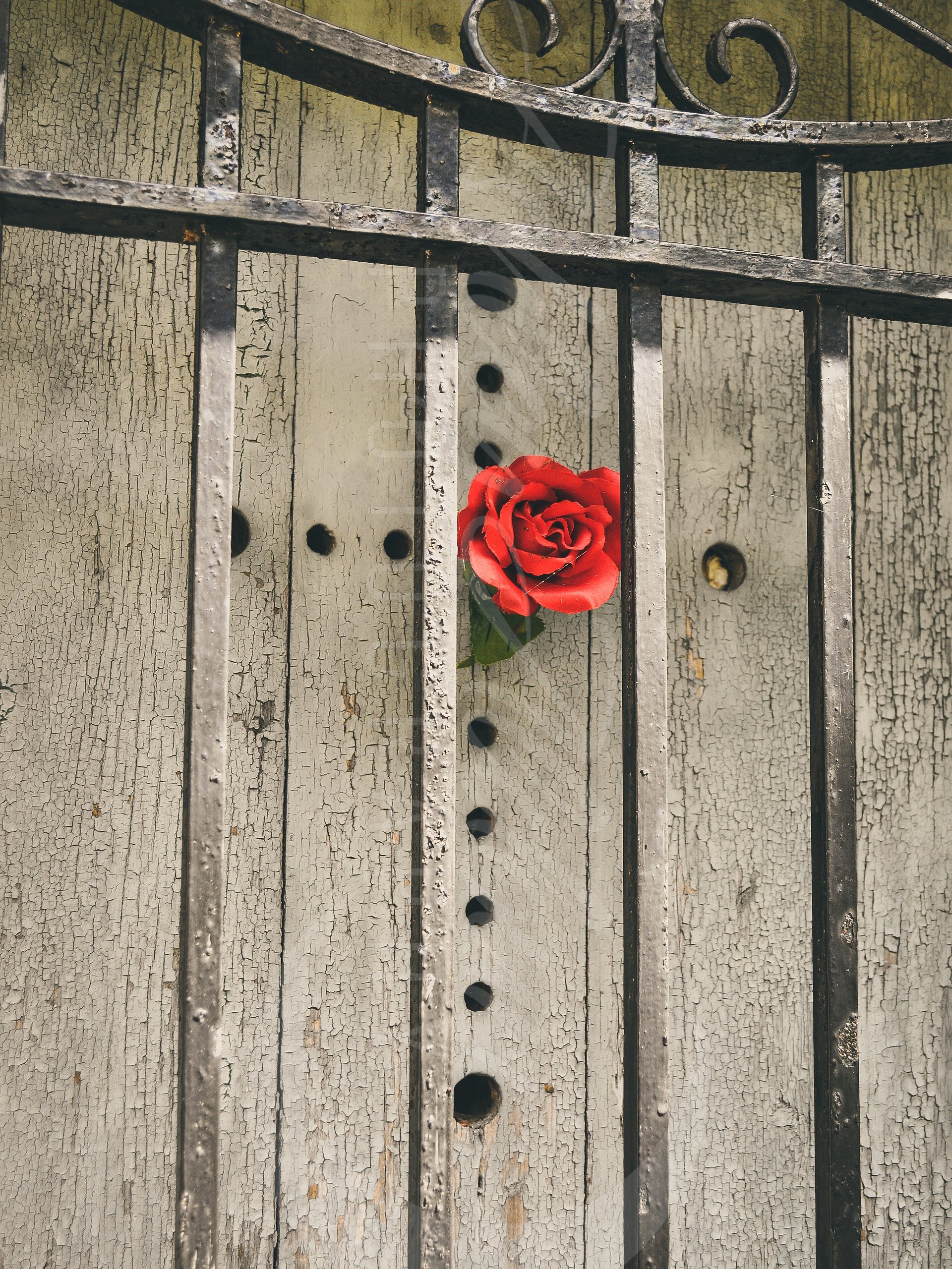 A Petaled Tribute product image (1)