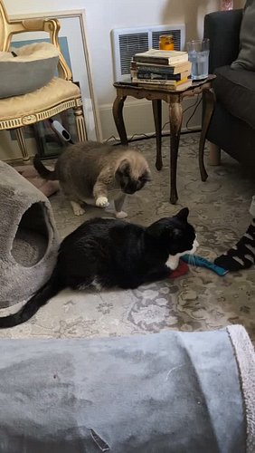 Senior cat fight 😹

#fight #mma #adoptdontshop #catsofinstagram #adoptdontshop
