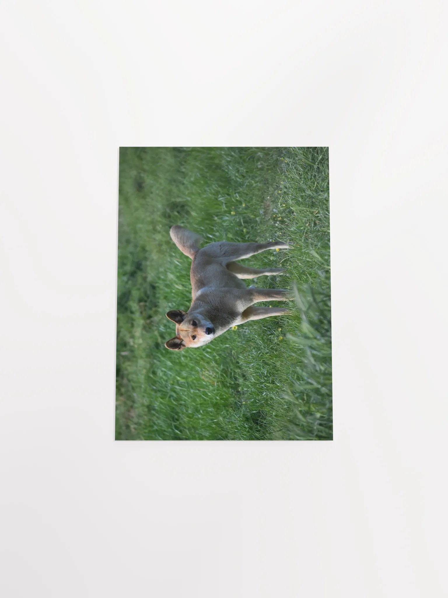 Dingo - 2 product image (4)