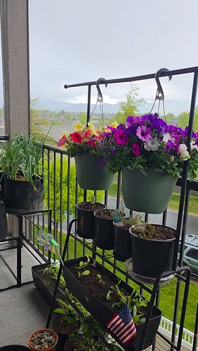 What could women possibly want in the world?
.
.
.
🌿🍅PLANTS!! 🪴🌱

#garden #balconygarden #containergardening