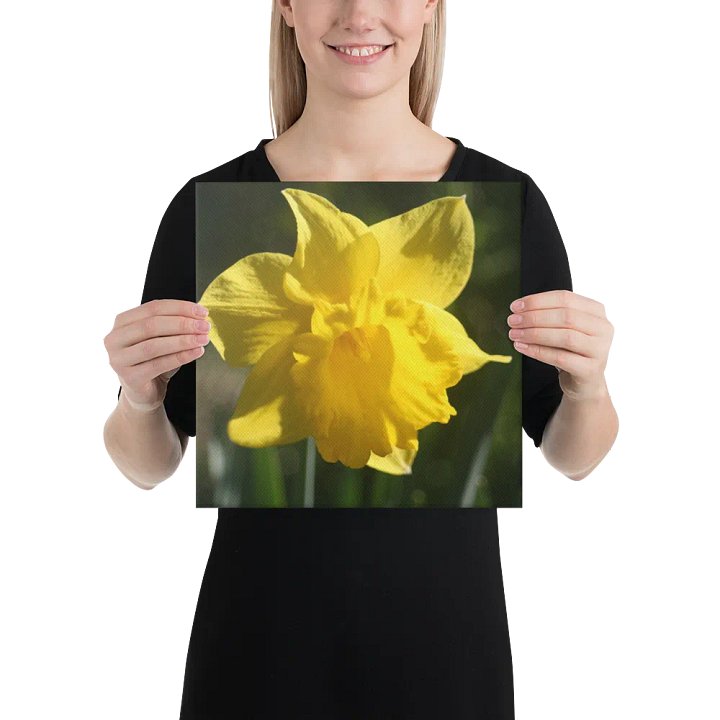 Daffodil product image (2)