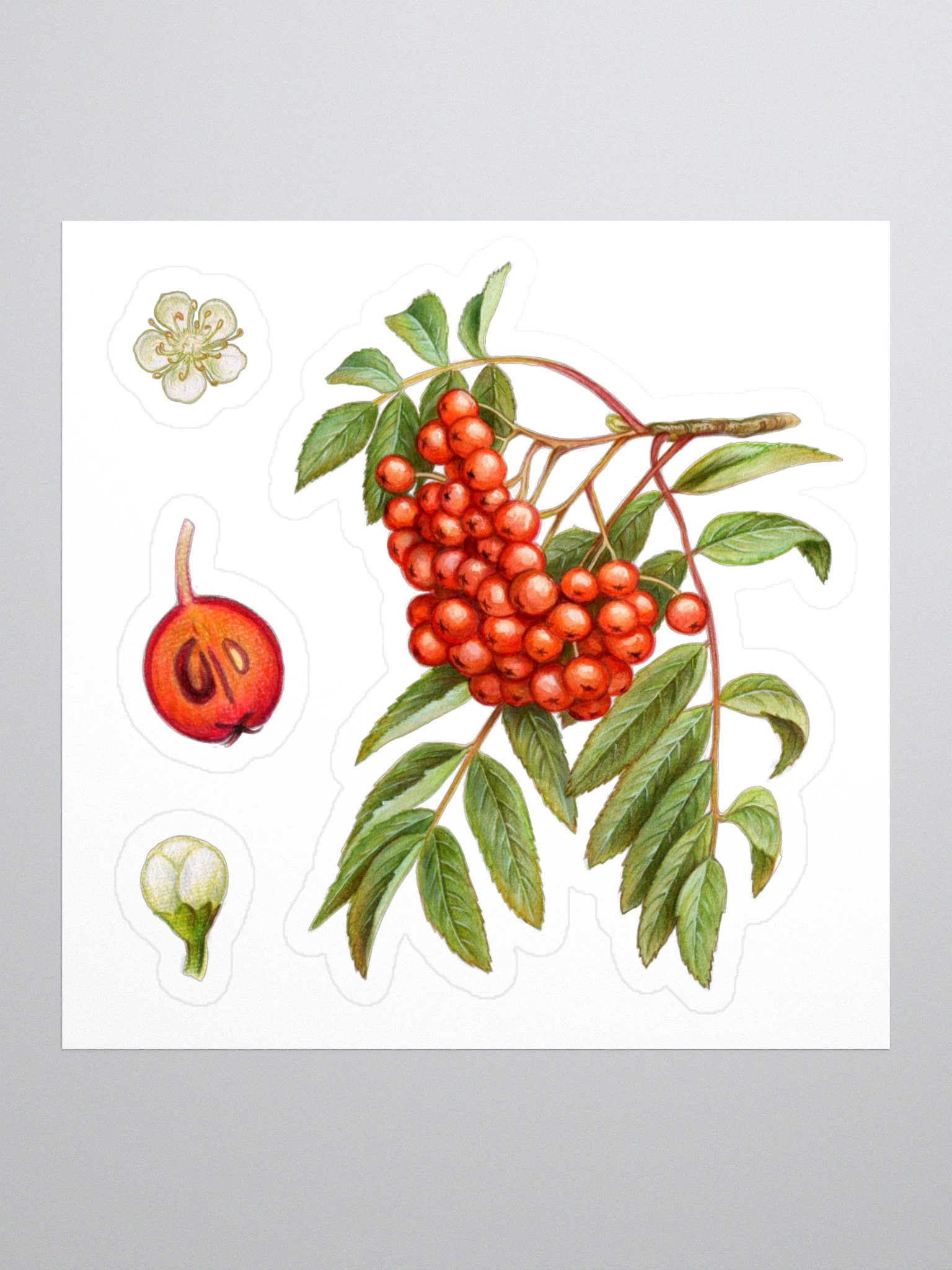 Rowan plant stickers product image (2)
