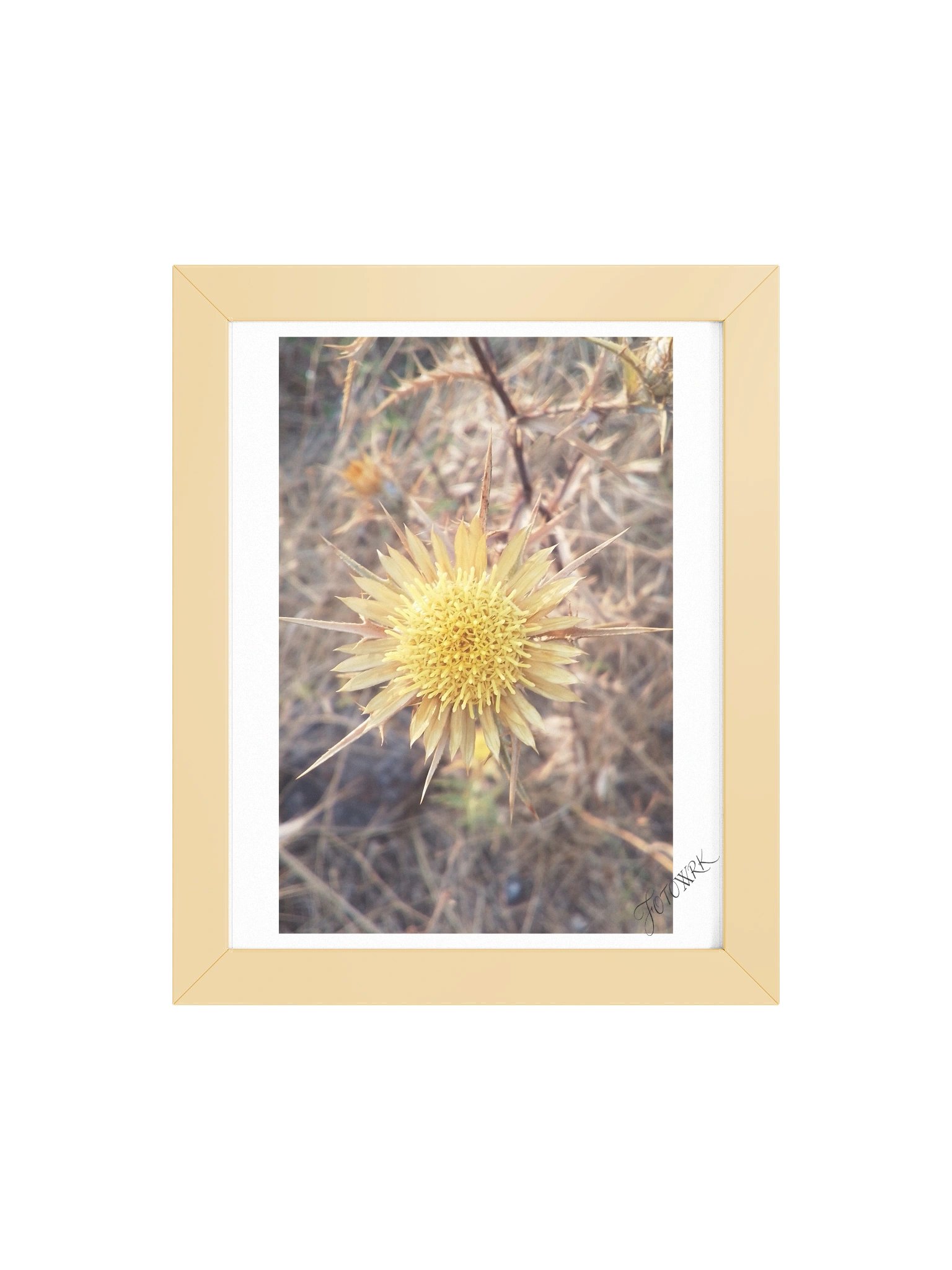 Thistle - Rustic Fine Art Botanical Matte Poster product image (5)