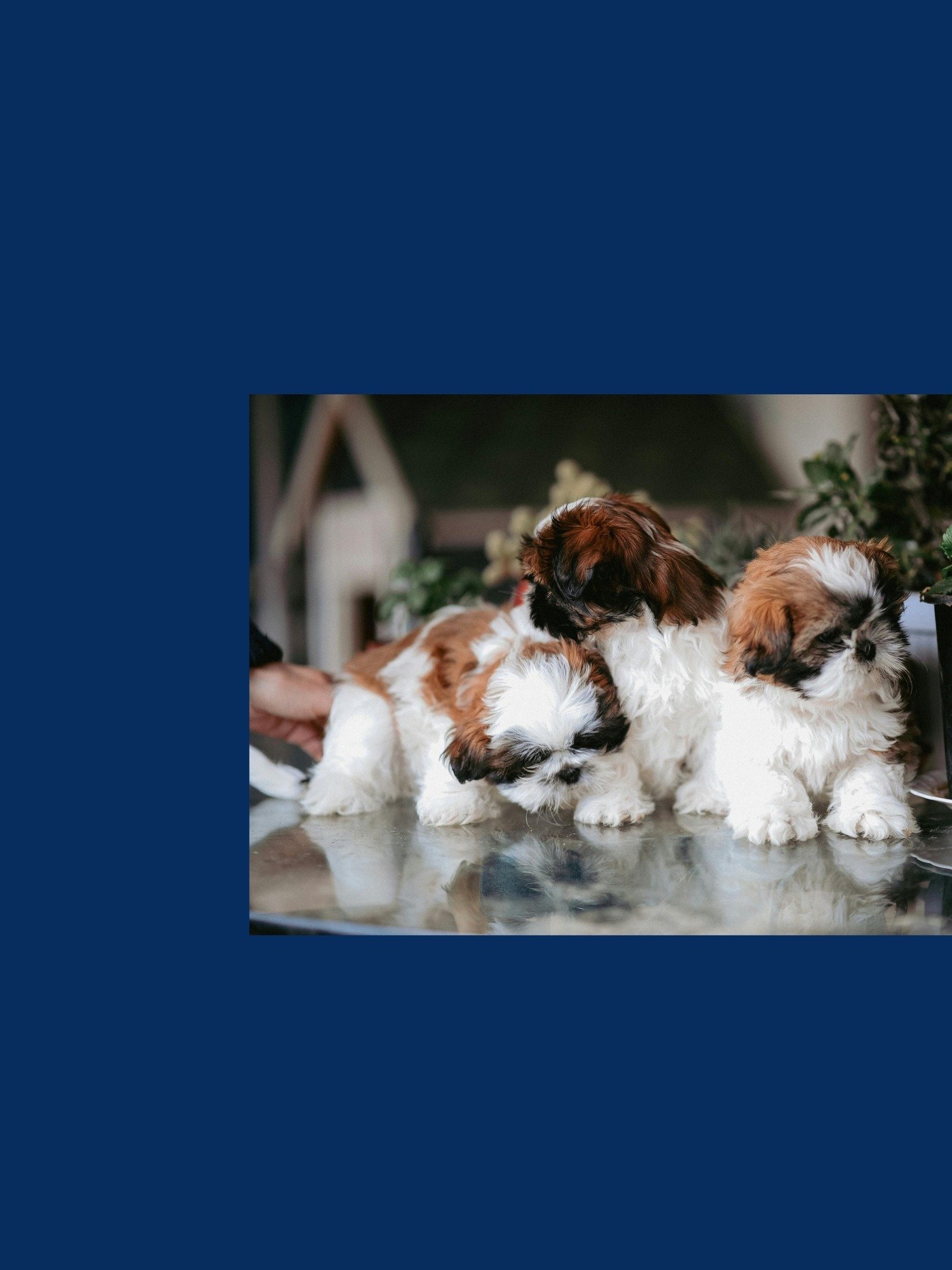 India Pups product image (3)