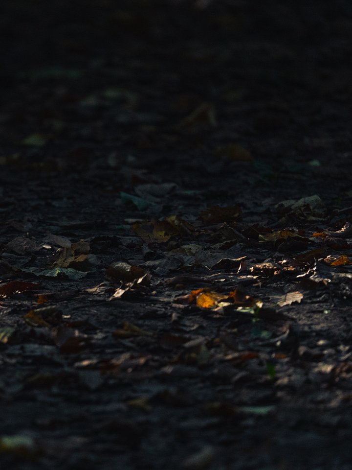 Forrest Floor #1 product image (1)