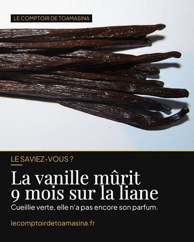 Le saviez-vous ? 🌿 Une gousse de vanille mûrit près de 9 mois sur la liane — après une pollinisation faite à la main, fleur p...