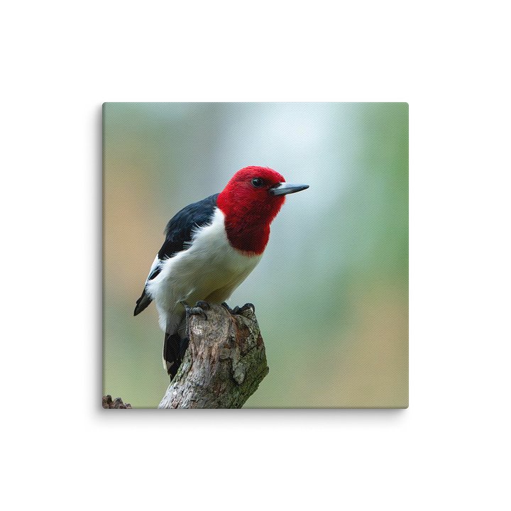 Woodpecker Leaning to Jump product image (19)
