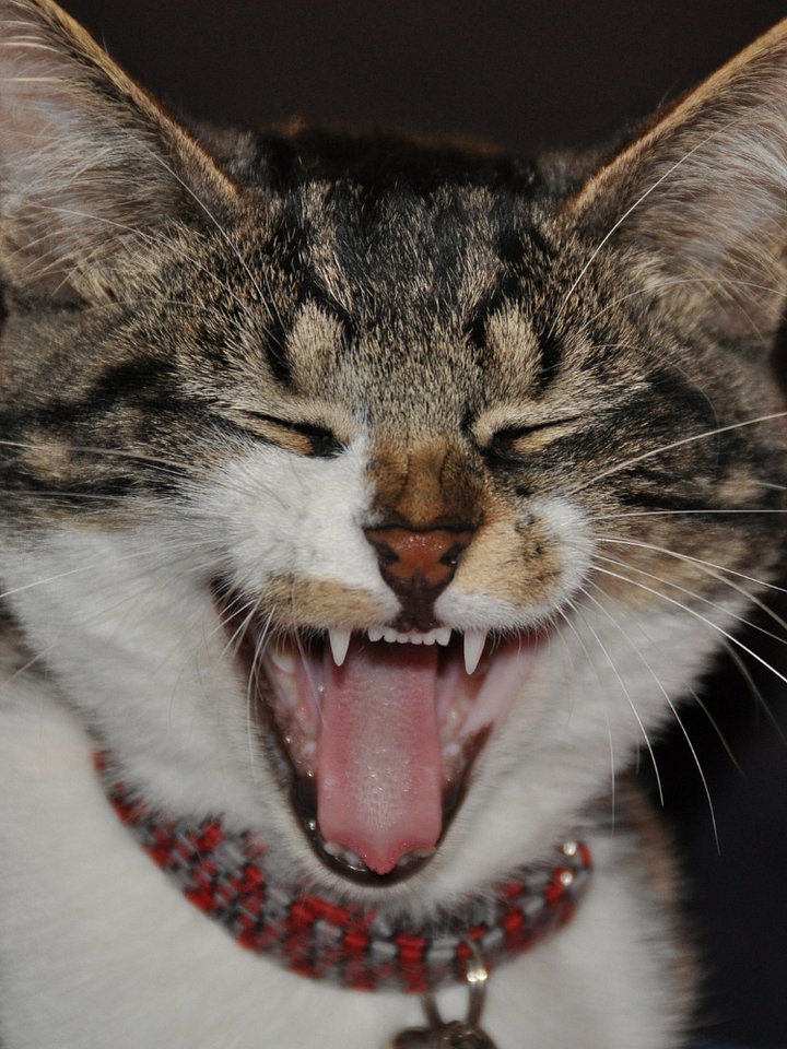 Benefits of Laughter Yoga Poster product image (1)