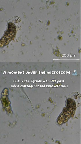 Exploring the hidden details of the microscopic world - let's see what creatures can dwell within a droplet of water.
🔬 Under...