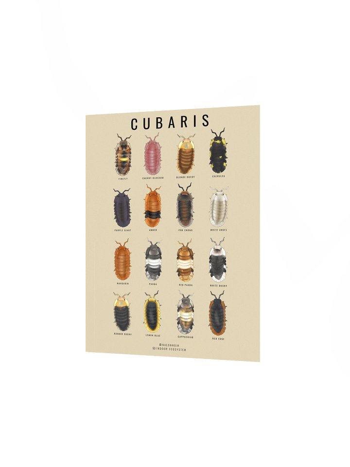 CUBARIS ISOPODS POSTER (CREAM) product image (2)